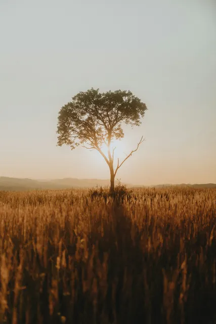 A solitary deciduous tree stands centered in a vast field of mature grain, backl